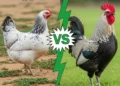 Ameraucana Rooster VS Hen