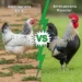 Ameraucana Rooster VS Hen
